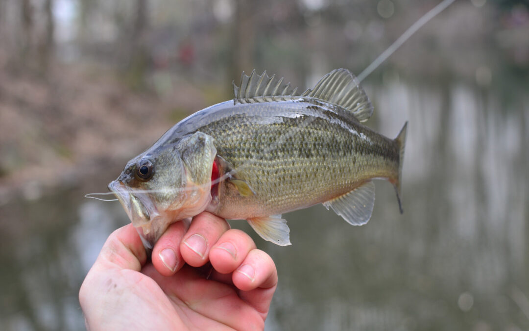 Bass Fishing
